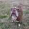 Daisy