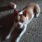 Ruby Roo