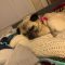 Mr. Pugsley
