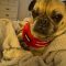 Mr. Pugsley