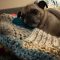 Mr. Pugsley