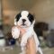 Bandit